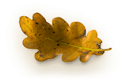 home_herbal_pic4